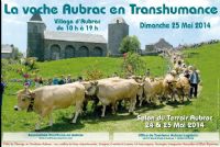 Vache Aubrac, fête de la Transhumance. Du 24 au 25 mai 2014 à Aubrac. Aveyron. 